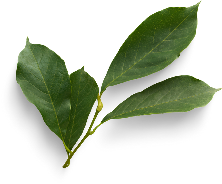 Isolated Cutout PNG